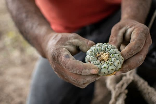 The push to legalise psychedelics has ignored Indigenous communities