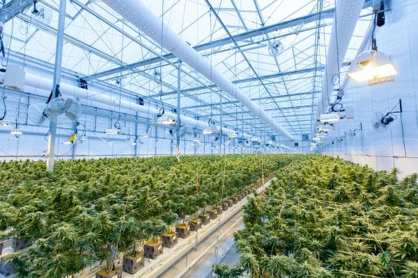 Netherlands: Dutch extends trial of legal cannabis to eight new cities