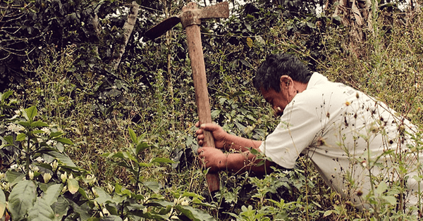 La regulación del cannabis en México: el interés económico por encima de la justicia social