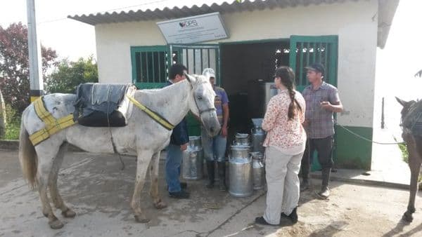 La coca y el Acuerdo de Paz en Colombia: Comentario sobre el proyecto de sustitución de cultivos en Briceño