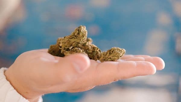 Académicos y ONG internacionales piden al Ayuntamiento de Barcelona que frene su ofensiva contra los clubes de cannabis