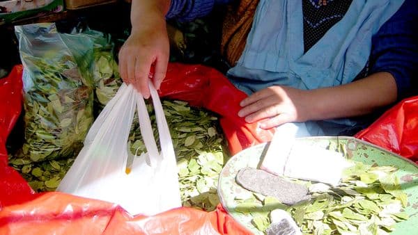 Argentina, Ecuador y España son potenciales mercados para la coca boliviana