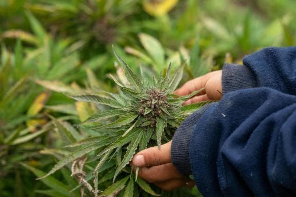 King of Morocco pardons over 4,800 cannabis farmers